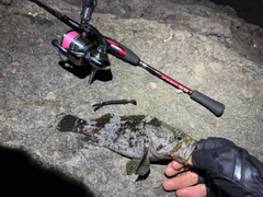 ムラソイの釣果
