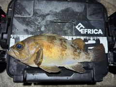 メバルの釣果