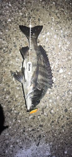 チヌの釣果