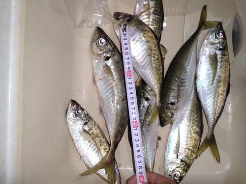 アジの釣果