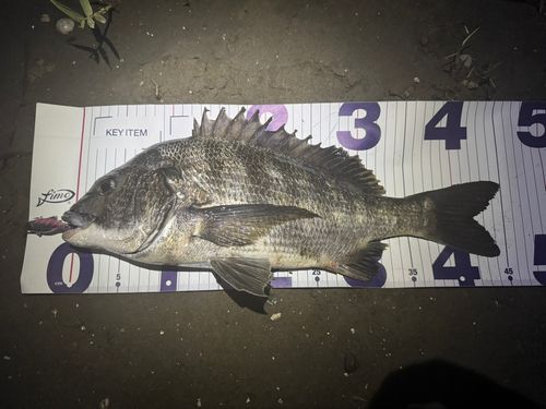 チヌの釣果