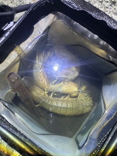 シャコの釣果