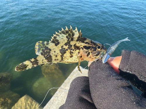 タケノコメバルの釣果