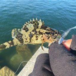 タケノコメバル