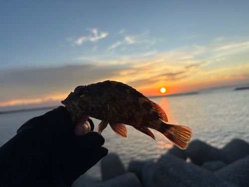 カサゴの釣果