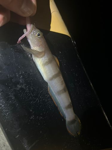 リュウグウハゼの釣果