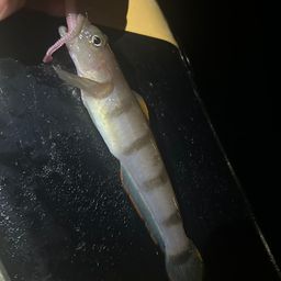 リュウグウハゼ