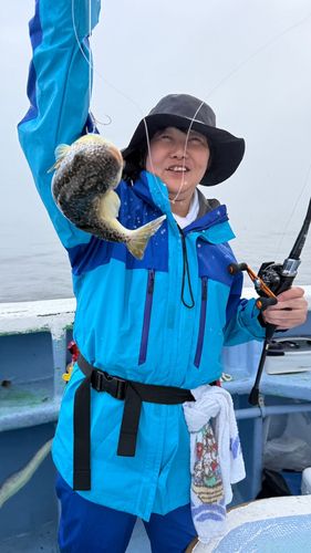 ショウサイフグの釣果