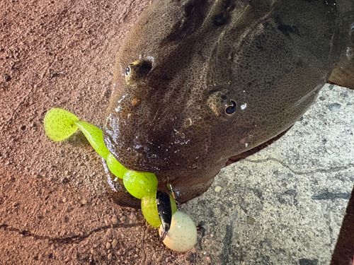 マゴチの釣果