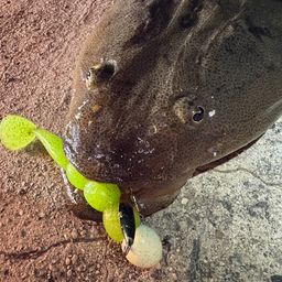 マゴチ