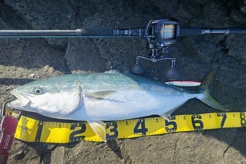 ワラサの釣果