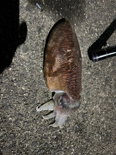 コウイカの釣果