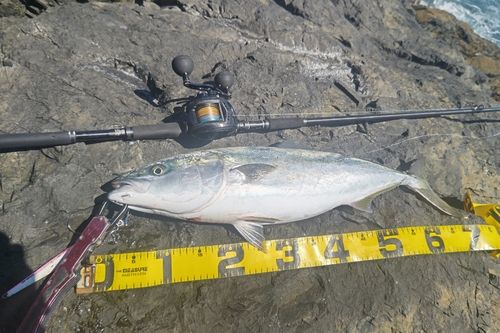 ワラサの釣果