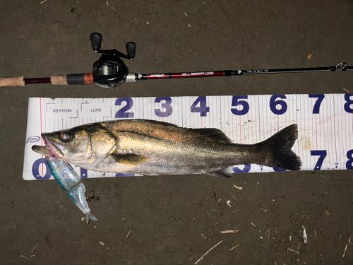 シーバスの釣果