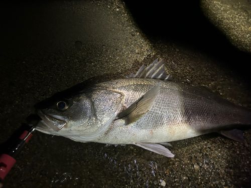 スズキの釣果
