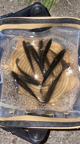セイゴ（タイリクスズキ）の釣果