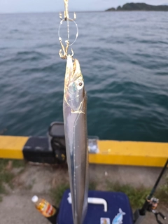 タチウオの釣果