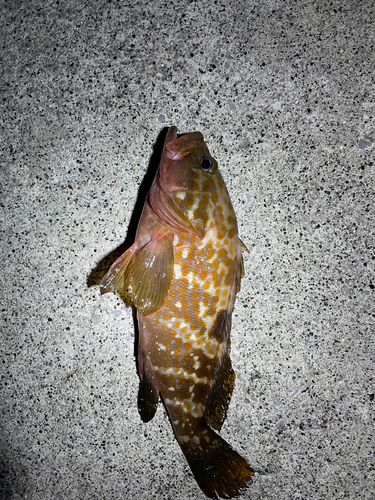 アコウの釣果