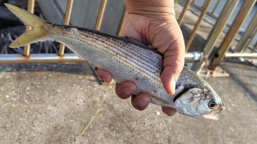 コノシロの釣果