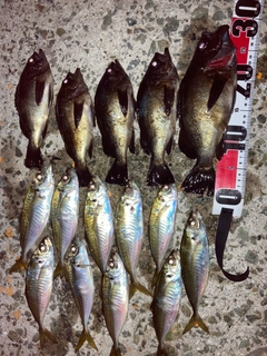 メバルの釣果
