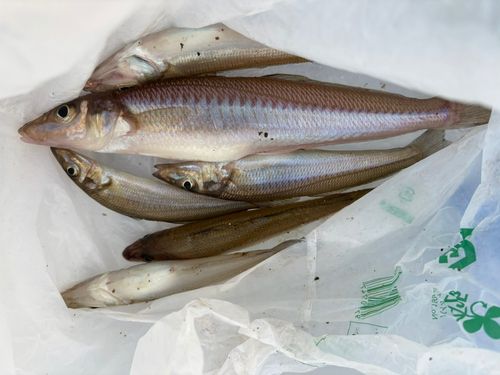 シロギスの釣果