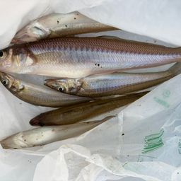シロギス