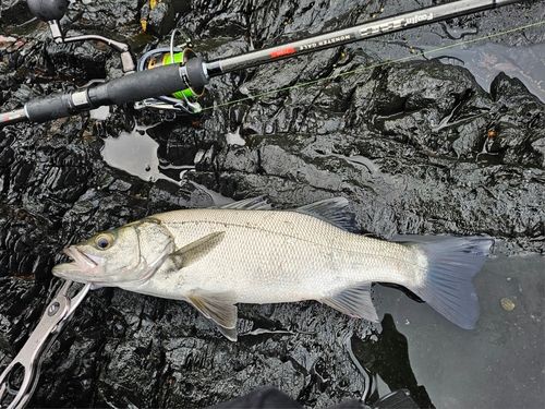 セイゴ（ヒラスズキ）の釣果
