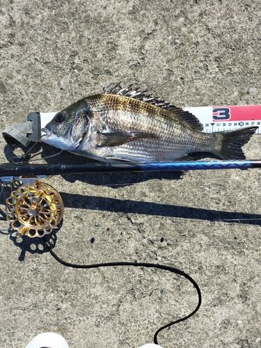 クロダイの釣果