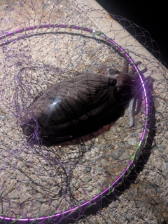 モンゴウイカの釣果
