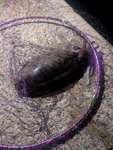 モンゴウイカの釣果