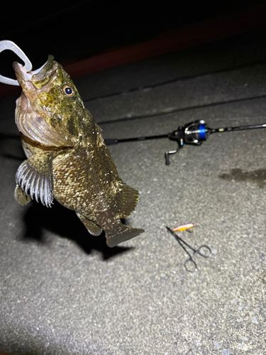 ムラソイの釣果