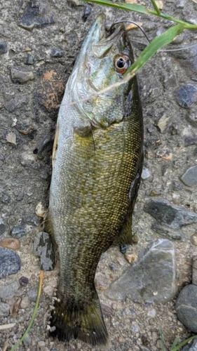 スモールマウスバスの釣果
