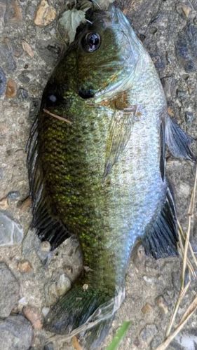 ブルーギルの釣果