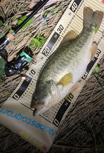 ブラックバスの釣果