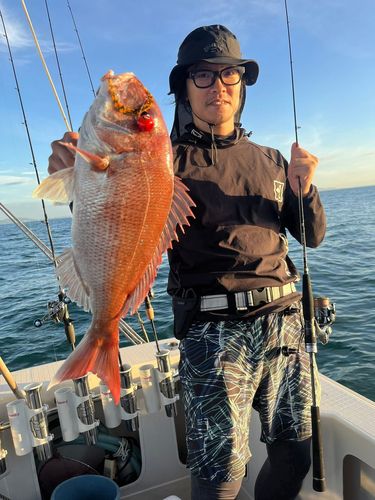 マダイの釣果
