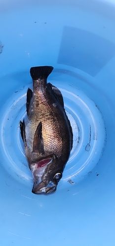 シロメバルの釣果