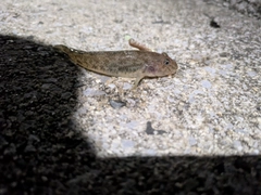 ハゼの釣果
