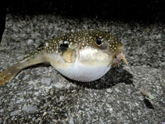 フグの釣果