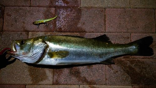 フッコ（マルスズキ）の釣果