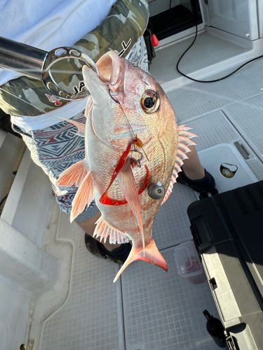 マダイの釣果