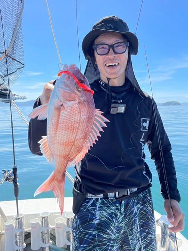 マダイの釣果