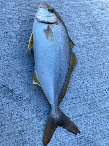 ショゴの釣果