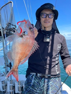 マダイの釣果