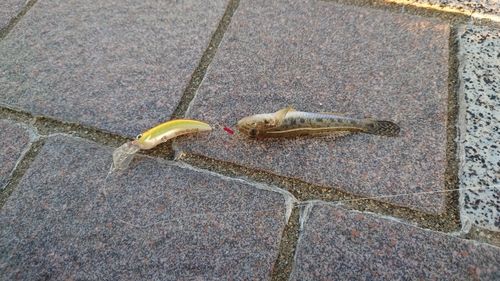 ハゼの釣果