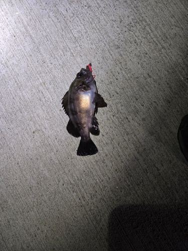 メバルの釣果