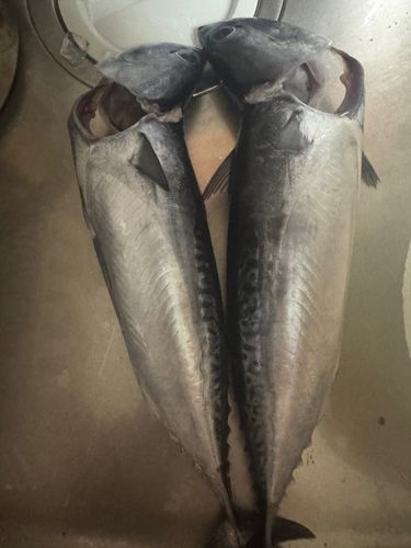 ソウダガツオの釣果