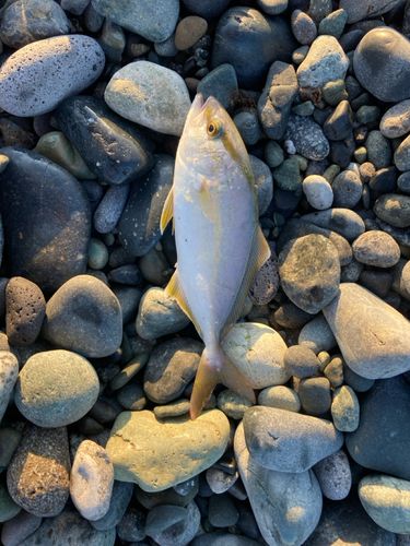 ショゴの釣果