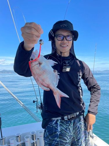 マダイの釣果