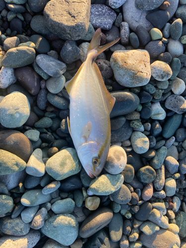 ショゴの釣果