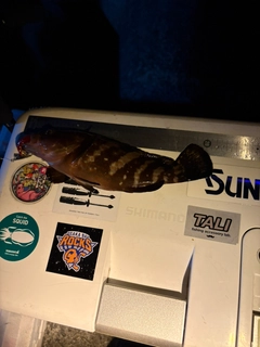 キジハタの釣果